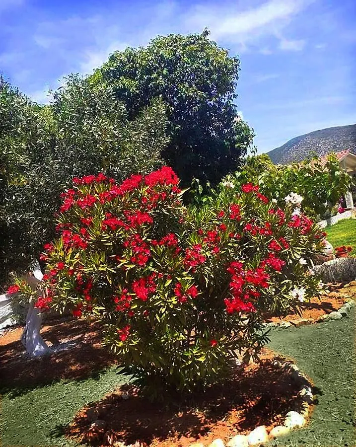 Apartment Villa Aelia - A Peaceful And Private Place Argostoli  Greece